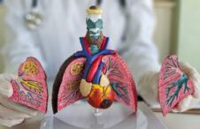 doktor u ordinaciji na stolu drži model pluća i srca