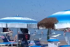 pčele plaža Rimini