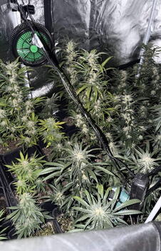 laboratorija, marihuana, Žabalj