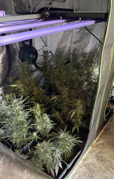 laboratorija, marihuana, Žabalj