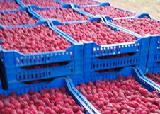 maline