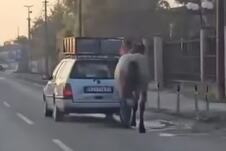 Automobil vuče konja vezanog za vozilo na ulici u Kruševcu.