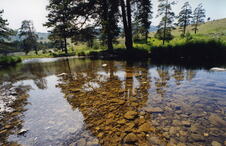 Zlatibor, Branko Jovanović.jpg