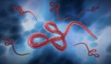 grafički prikaz ebola virusa pod mikroskopom