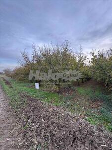 prodajem-plac-s-slankamen-4ha-pod-vocem-uz-sa-5425647412916-71816402089.jpg