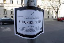 kukuriku-umrlica.jpg