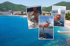 ajkula Budva