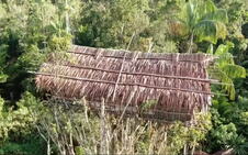 Papua Nova Gvineja, pleme
