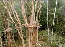 Papua Nova Gvineja, pleme2026-08-25 121056.png