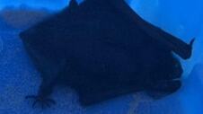 skynews-bat-mouth-virginia_7333481.jpg