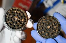 Zaplenjena marihuana
