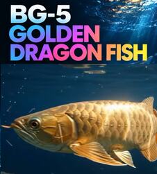 BG-5 Golden Dragon Fish (2).jpg