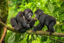 Nacionalni park Bwindi Impenetrable
