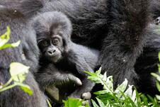 Nacionalni park Bwindi Impenetrable