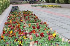 Kladovo cveće park uređivanje (1).JPG