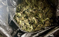 Marihuana.jpg