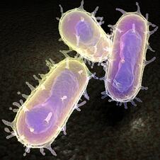 Yersinia pestis kuga bakterija