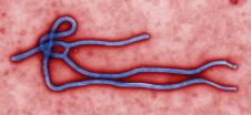 ebola-virus.jpg