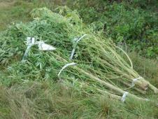marihuana-zaplenazasad-kovilj-policija.jpg