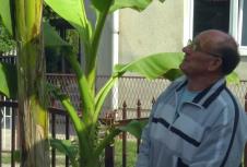 banane-bosna.jpg