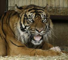 tigar-zoo-vrt.jpg