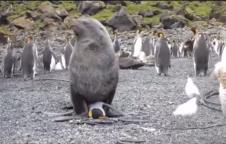 pingvin-foka-seks.jpg