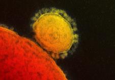 mers-koronavirus.jpg