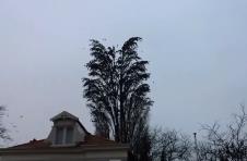 drvo-ptice-video.jpg