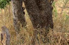 suma-leopard-pronadji.jpg