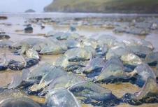 plave-meduze-velella-velella.jpg