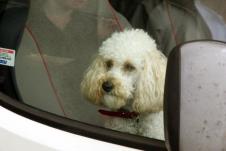 Ne ostavljajte pse u automobilu po vrućini