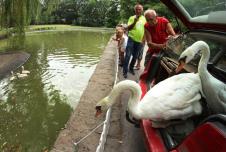 labudovi-isa-bisa-novi-sad.jpg