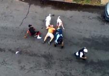 pit-bulovi.jpg