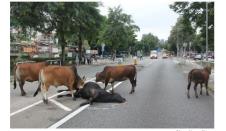 krava.jpg