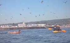devojka-na-dasci-za-surf-ptice.jpg