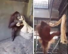 orangutan.jpg
