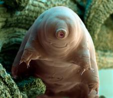 tardigrada.jpg