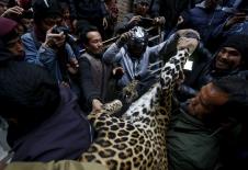 leopard-katmandu-nepal.jpg