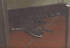 aligator-florida-restoran.jpg