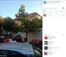 novi-sad-komsije-akcija-spasavanje-golub-drvo.jpg