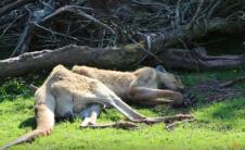 zoo-vrt.jpg