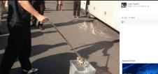 zmija-glavna-autobuska-stanica.jpg