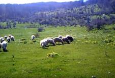 suva-planina.jpg