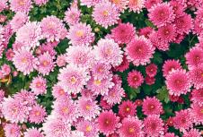 stockphototheflowerschrysanthemumflowerswallpaperbackground381477295.jpg