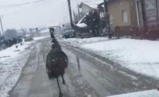 emu.jpg