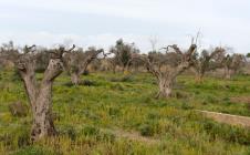 profimedia0291626325-xylella-fastidiosa.jpg