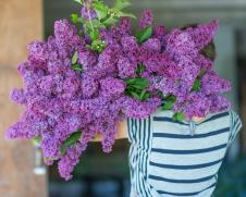 Osoba unosi granu jorgovana u kuću