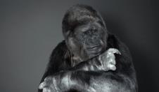 koko.jpg