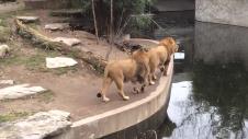 v_stupid-lion-falls-into-water-funny-lwe-fllt-ins-wasser-1_15302791117.jpg