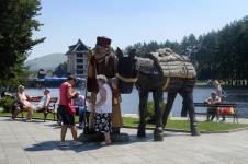 zlatibor-foto-nebojsa-mandic.jpg